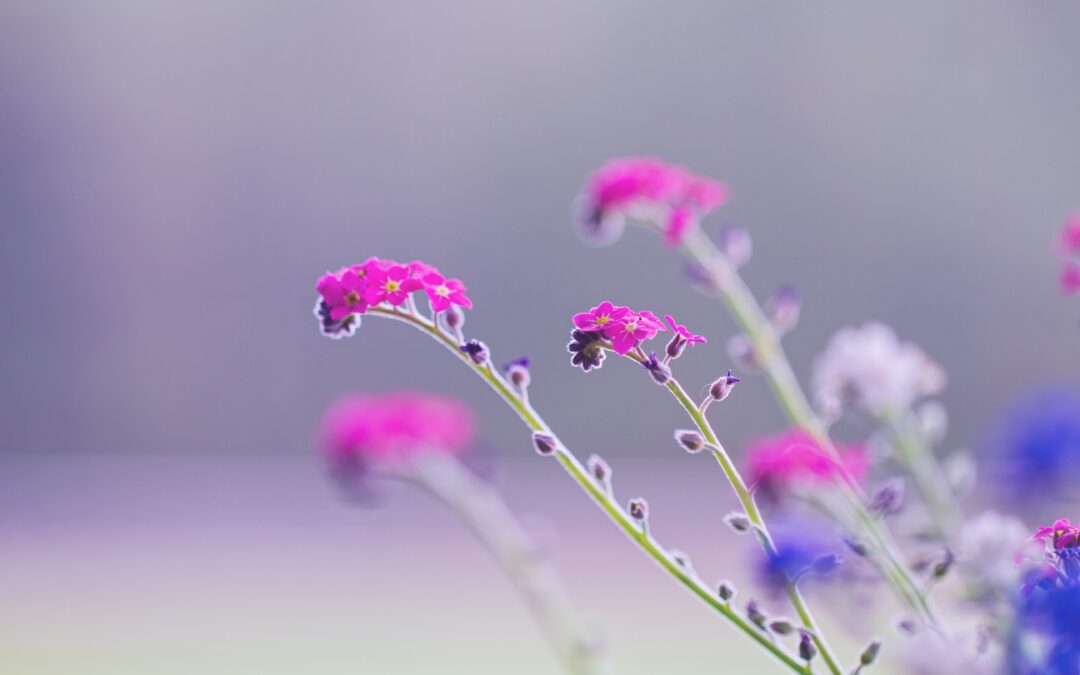 Roze en paarse bloemen, hangend in de wind tegen een grijze achtergrond, als symbool voor het leren van zelfcompassie in een wereld vol uitdagingen.