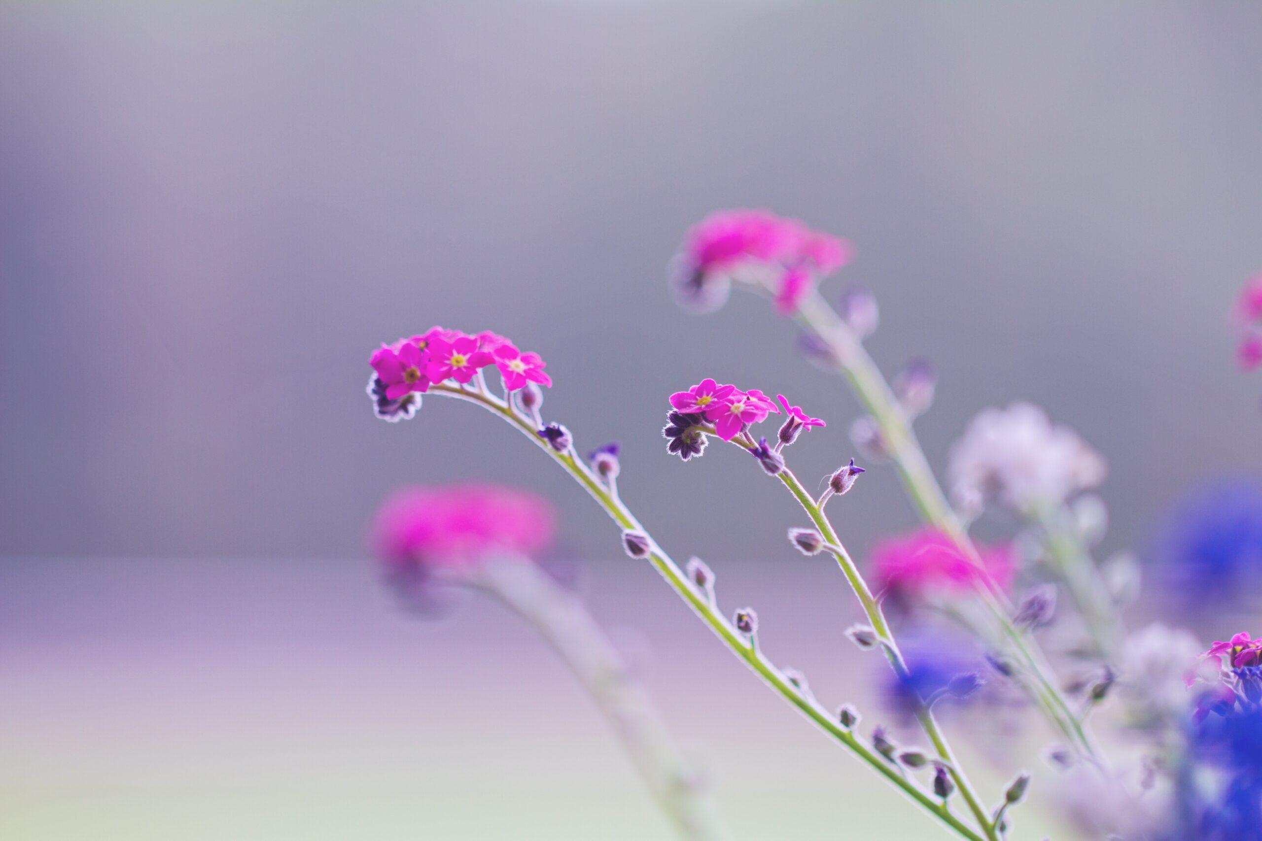 Roze en paarse bloemen, hangend in de wind tegen een grijze achtergrond, als symbool voor het leren van zelfcompassie in een wereld vol uitdagingen.